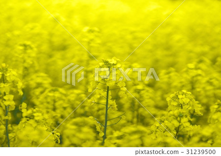 Rape flower field in full bloom Rape flower field in full bloom 31239500