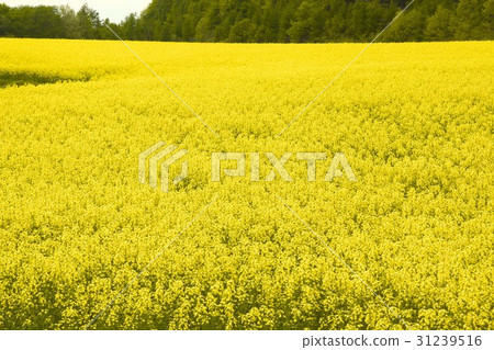 Rape flower field in full bloom Rape flower field in full bloom 31239516