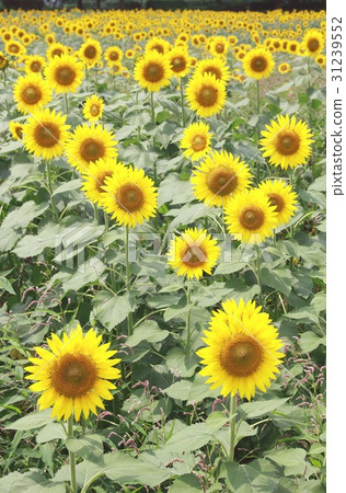 A large flower of summer flowers 