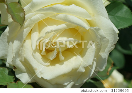 Rose variety Honey bouquet Rose variety Honey bouquet 31239695