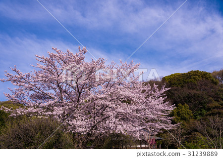 Cherry tree in full bloom  31239889