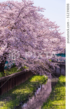 Cherry tree in full bloom  31239898
