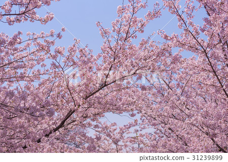 Cherry tree in full bloom Cherry tree in full bloom 31239899