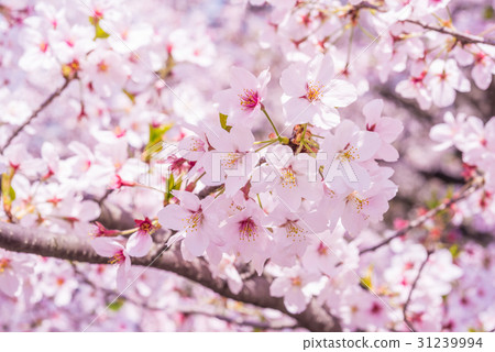 Cherry blossoms in full bloom Close-up Cherry blossoms in full bloom Close-up 31239994