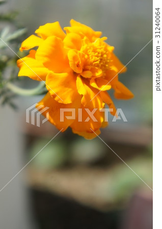 萬壽菊 萬壽菊 31240064