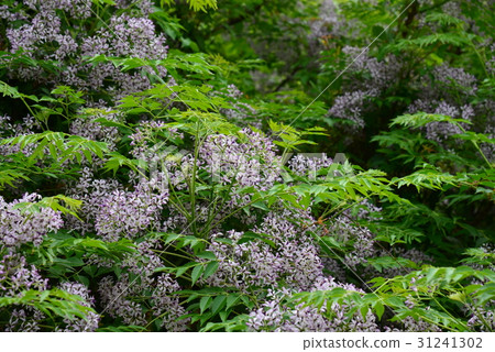 植物 花 樹 苦楝花 苦楝樹 苦苓樹 金鈴子 栴檀 森樹 紫花樹 紫 紫色 淡紫 淡紫色 風景 31241302