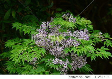 植物 花 樹 苦楝花 苦楝樹 苦苓樹 金鈴子 栴檀 森樹 紫花樹 紫 紫色 淡紫 淡紫色 風景 31241308
