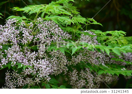 植物 花 樹 苦楝花 苦楝樹 苦苓樹 金鈴子 栴檀 森樹 紫花樹 紫 紫色 淡紫 淡紫色 風景 植物 花 樹 苦楝花 苦楝樹 苦苓樹 金鈴子 栴檀 森樹 紫花樹 紫 紫色 淡紫 淡紫色 風景 31241345