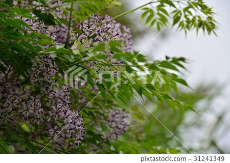 植物 花 樹 苦楝花 苦楝樹 苦苓樹 金鈴子 栴檀 森樹 紫花樹 紫 紫色 淡紫 淡紫色 風景 31241349