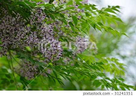 植物 花 樹 苦楝花 苦楝樹 苦苓樹 金鈴子 栴檀 森樹 紫花樹 紫 紫色 淡紫 淡紫色 風景 31241351