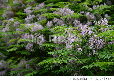 植物 花 樹 苦楝花 苦楝樹 苦苓樹 金鈴子 栴檀 森樹 紫花樹 紫 紫色 淡紫 淡紫色 風景 31241352