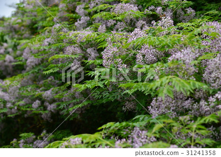 植物 花 樹 苦楝花 苦楝樹 苦苓樹 金鈴子 栴檀 森樹 紫花樹 紫 紫色 淡紫 淡紫色 風景 31241358