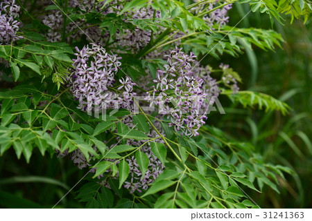 Plant flower tree bitter flower bitter tree bitter tree golden bell scorpion sapling tree sap tree purple tree purple purple lavender lavender landscape 31241363