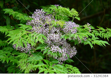 植物 花 樹 苦楝花 苦楝樹 苦苓樹 金鈴子 栴檀 森樹 紫花樹 紫 紫色 淡紫 淡紫色 風景 31241364
