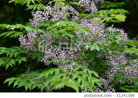 植物 花 樹 苦楝花 苦楝樹 苦苓樹 金鈴子 栴檀 森樹 紫花樹 紫 紫色 淡紫 淡紫色 風景 31241366