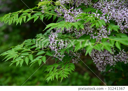 圖庫照片: 植物 花樹 苦楝花 苦楝樹 苦苓樹 金鈴子 栴檀 森樹 紫花樹