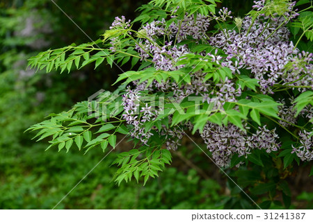 Plant flower tree bitter flower bitter tree bitter tree golden bell scorpion sapling tree sap tree purple tree purple purple lavender lavender landscape 31241387