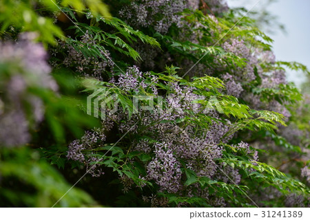 植物 花 樹 苦楝花 苦楝樹 苦苓樹 金鈴子 栴檀 森樹 紫花樹 紫 紫色 淡紫 淡紫色 風景 31241389