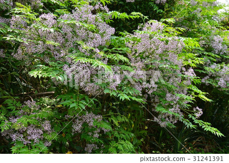 植物 花 樹 苦楝花 苦楝樹 苦苓樹 金鈴子 栴檀 森樹 紫花樹 紫 紫色 淡紫 淡紫色 風景 31241391