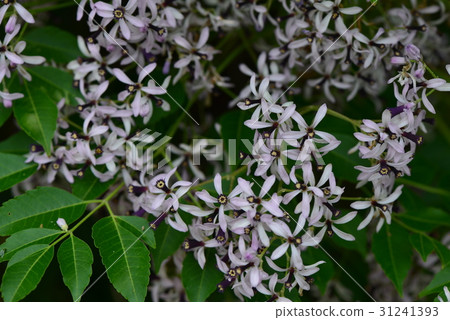 植物 花 樹 苦楝花 苦楝樹 苦苓樹 金鈴子 栴檀 森樹 紫花樹 紫 紫色 淡紫 淡紫色 風景 31241393