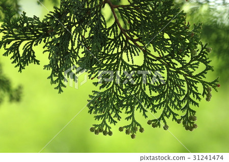 天然植物檜木，四月下旬。許多在葉尖處授粉的雌花被附著 31241474