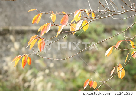 秋天的樹葉 31241556