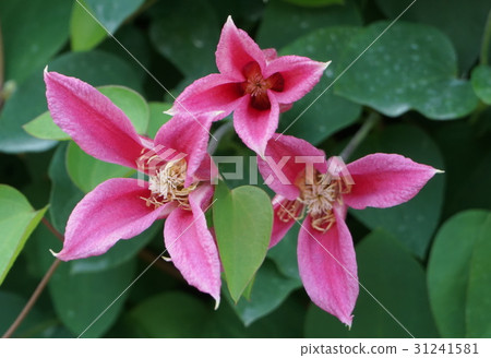 Clematis (Princess Diana) 31241581