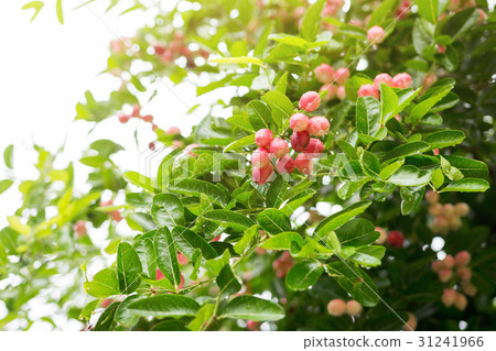 Tree of local fruit plum, Named as Karanda 31241966