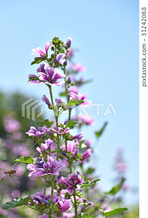 Zeniaoi (Qian Ao) 31242068