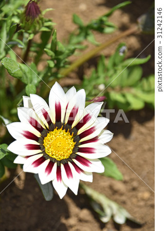 Gazania (medal chrysanthemum) 31242146