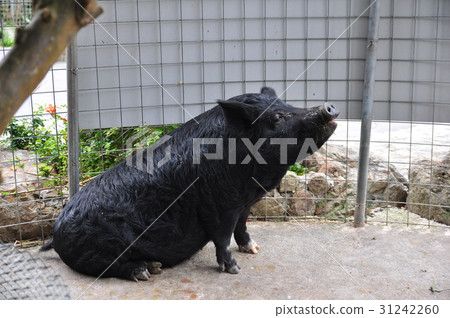 Agu pig Agu pig 31242260