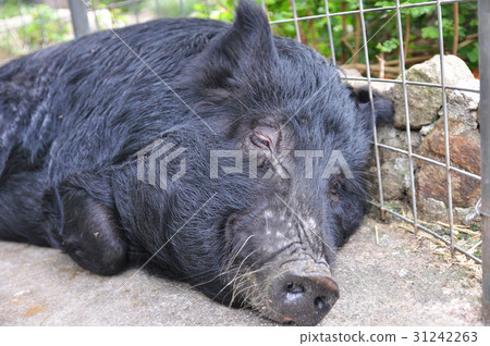 Agu pig Agu pig 31242263