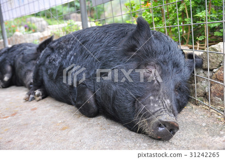 Agu pig Agu pig 31242265