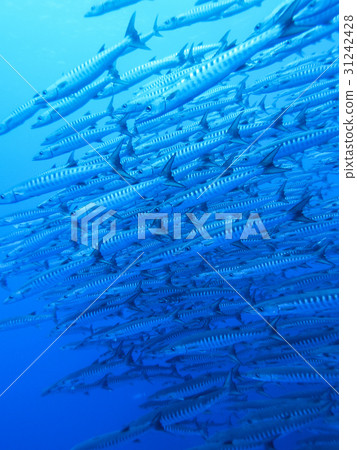 Blackfin Barracuda Blackfin Barracuda 31242428