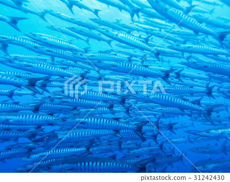 Blackfin Barracuda 31242430