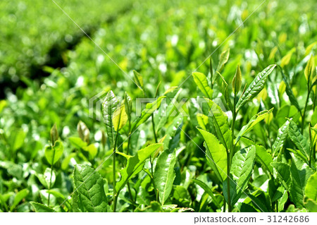 茶園 31242686