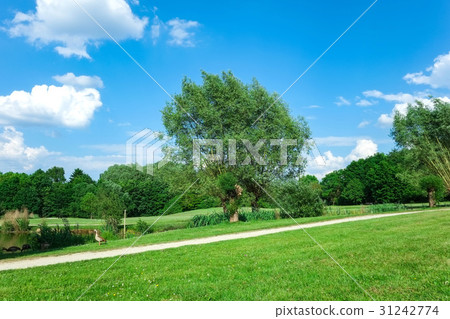 Summer sky and woody wind in the wind Summer sky and woody wind in the wind 31242774