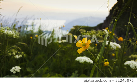 Landscape on the Ritz mountain in the Swiss Alps Landscape on the Ritz mountain in the Swiss Alps 31243075