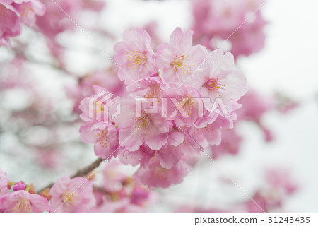 Pink cherry blossoms Pink cherry blossoms 31243435