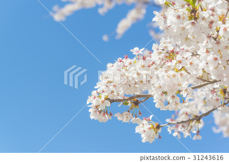 Cherry blossoms that began to fall after full bloom 31243616
