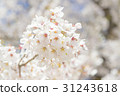 Cherry blossoms that began to fall after full bloom 31243618