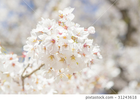 Cherry blossoms that began to fall after full bloom 31243618