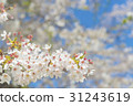 Cherry blossoms that began to fall after full bloom 31243619