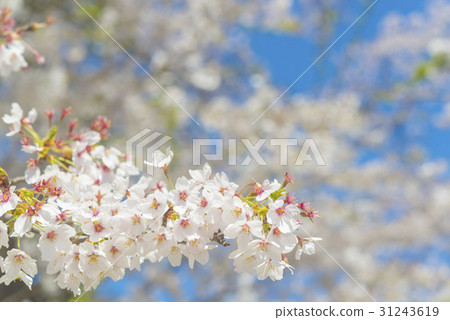 Cherry blossoms that began to fall after full bloom 31243619