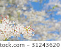 Cherry blossoms that began to fall after full bloom 31243620