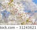 Cherry blossoms that began to fall after full bloom 31243621