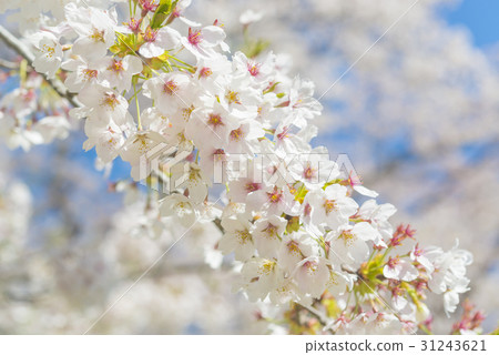 Cherry blossoms that began to fall after full bloom 31243621