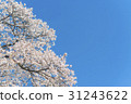 Cherry blossoms that began to fall after full bloom 31243622