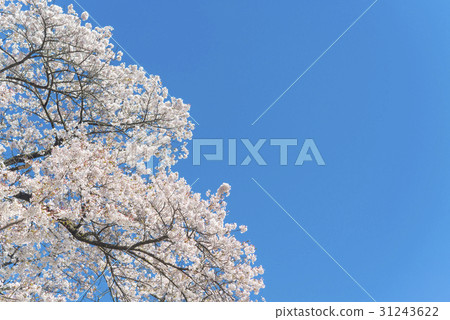 Cherry blossoms that began to fall after full bloom 31243622