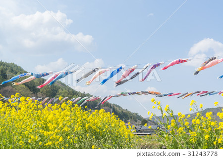 Carp streamers swimming in the blue sky and rape fields 31243778